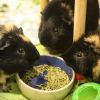 Ivan, Theo &amp; Ferdinand photo 3