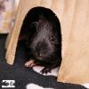 Ivan, Theo &amp; Ferdinand photo 5