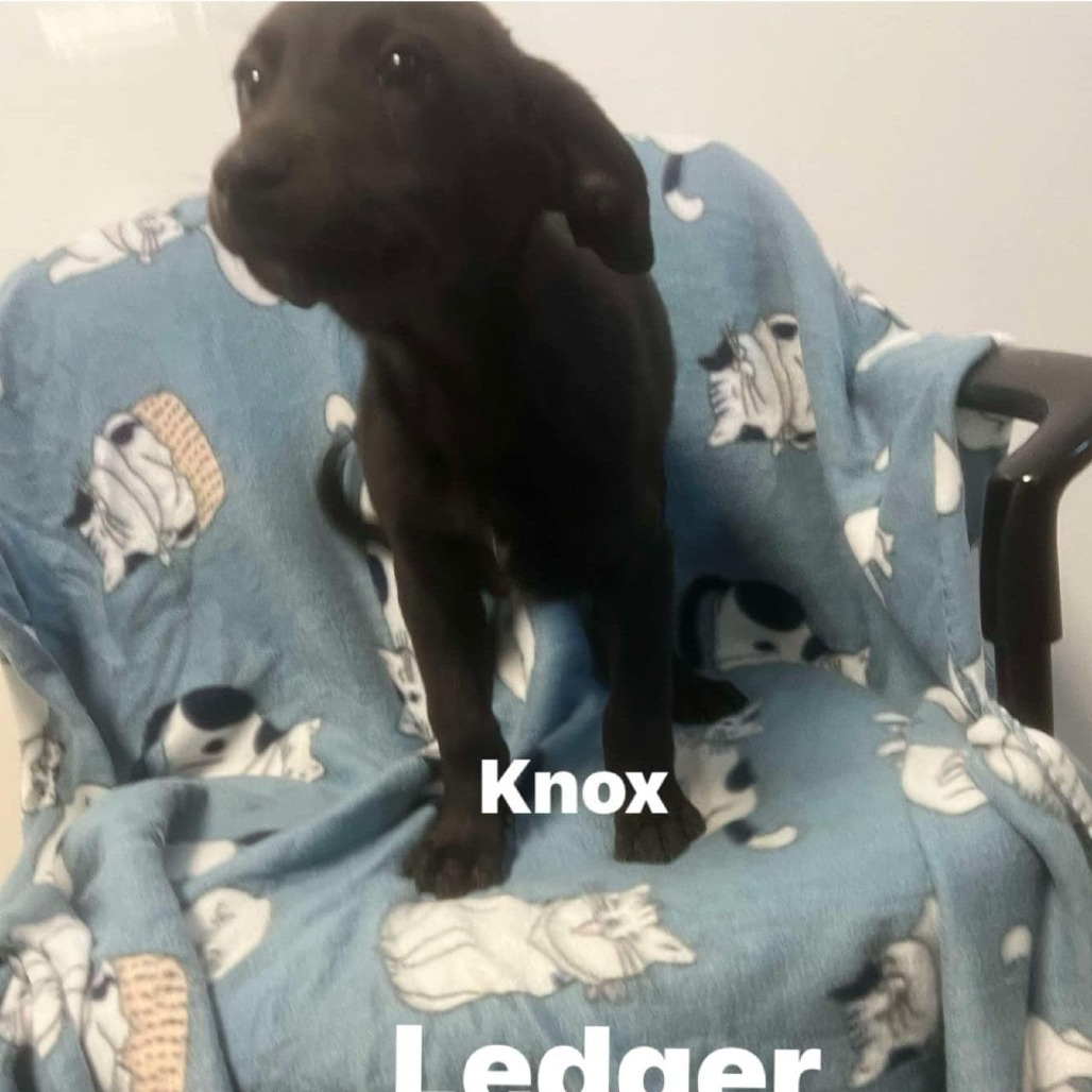 Ledger