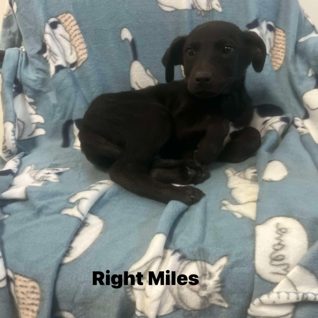 Miles