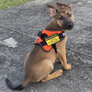 Vanya 5603, Young Female Belgian Shepherd / Malinois