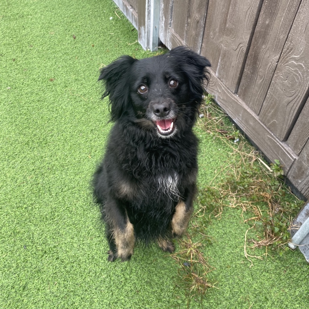 Emilia 4626, an adoptable Spaniel, Mixed Breed in LOXAHATCHEE, FL, 33470 | Photo Image 1