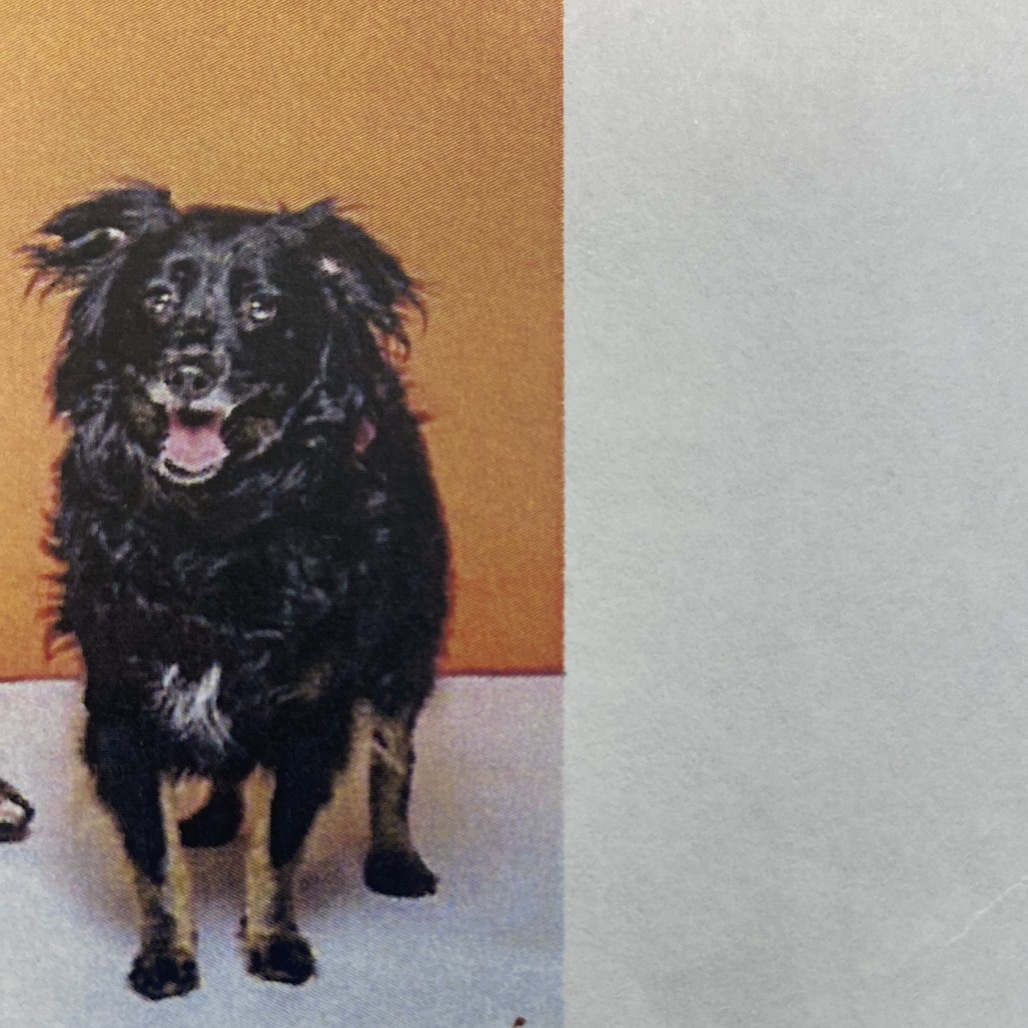 Emilia 4626, an adoptable Spaniel, Mixed Breed in LOXAHATCHEE, FL, 33470 | Photo Image 2