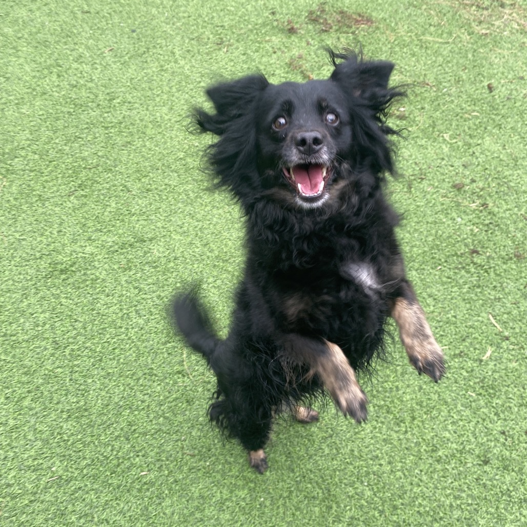 Emilia 4626, an adoptable Spaniel, Mixed Breed in LOXAHATCHEE, FL, 33470 | Photo Image 4