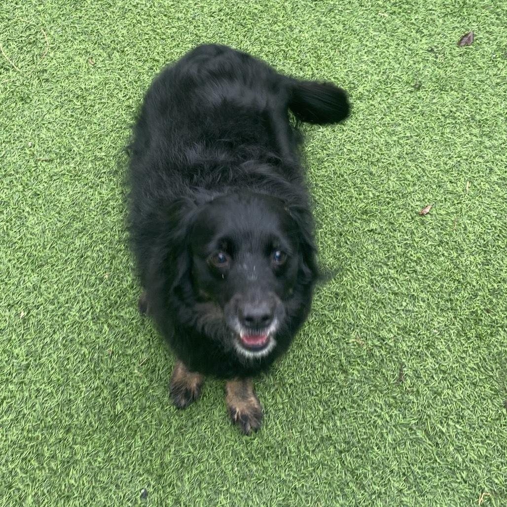 Emilia 4626, an adoptable Spaniel, Mixed Breed in LOXAHATCHEE, FL, 33470 | Photo Image 5