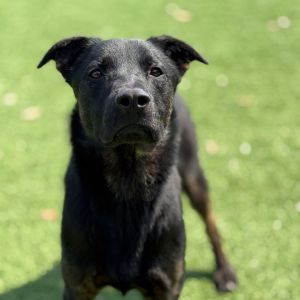 DeShaun 5093, Adult Male Shepherd
