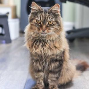 Meet Charlotte a charming senior lady whos looking for her forever home This fluffy girl is as swe