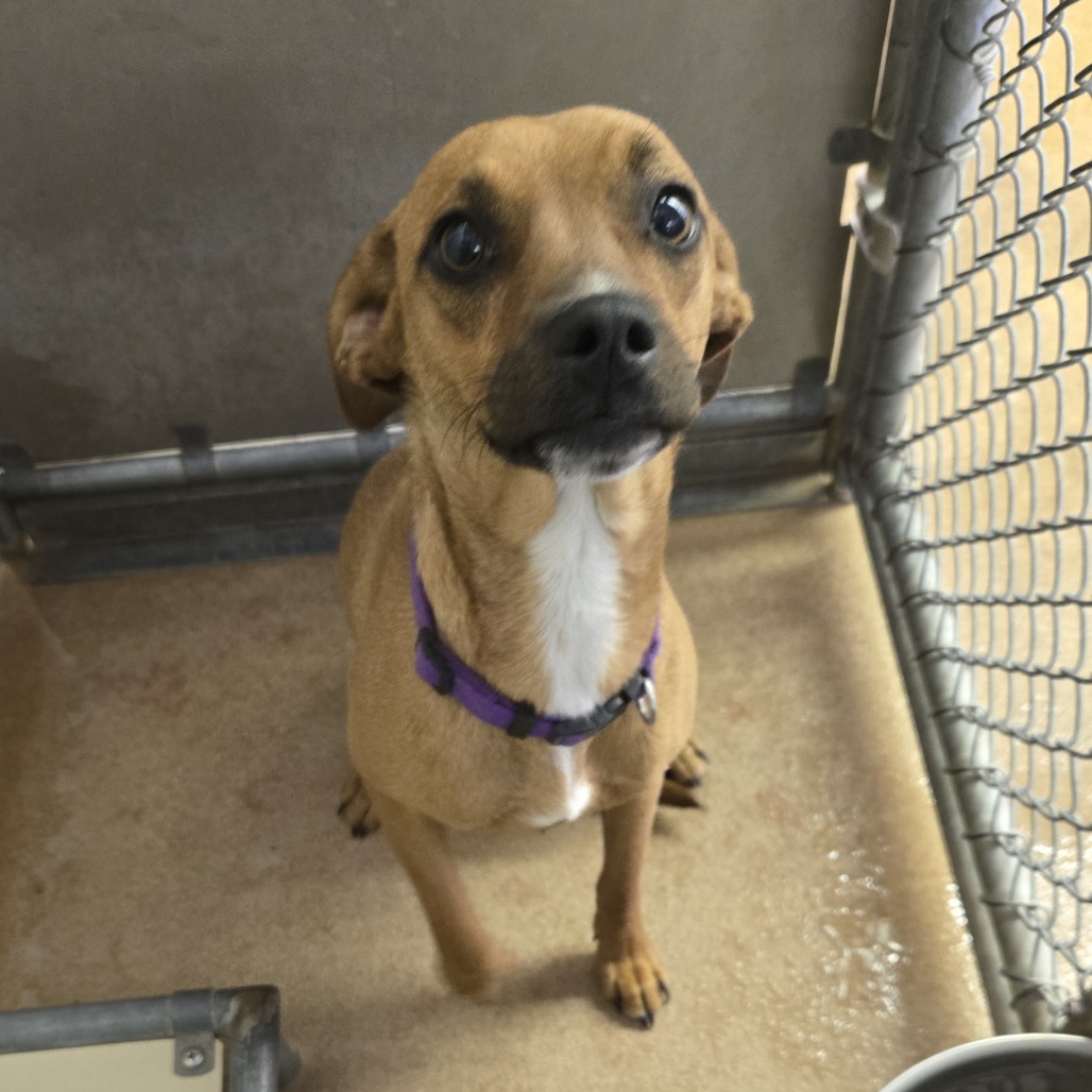 Laika, an adoptable Mixed Breed in Spanish Fork, UT, 84660 | Photo Image 1
