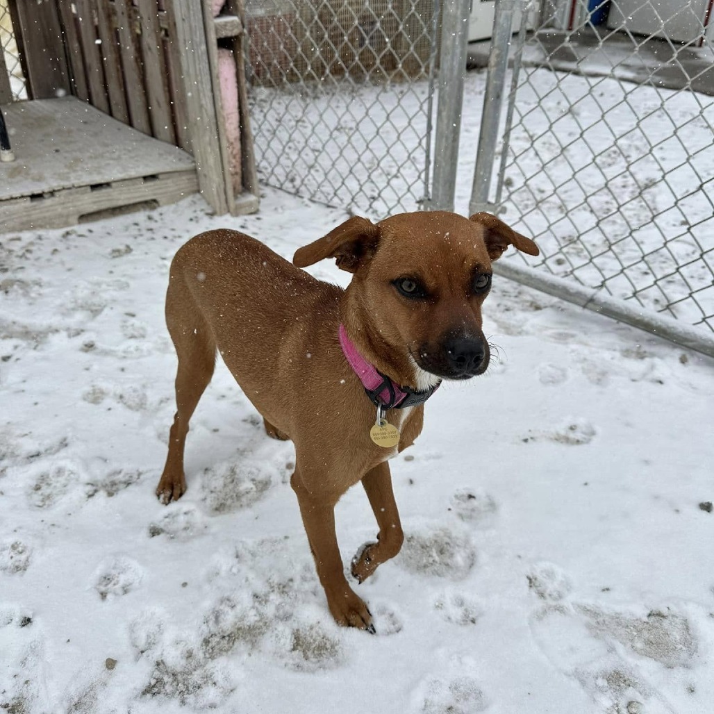 Laika, an adoptable Mixed Breed in Spanish Fork, UT, 84660 | Photo Image 2