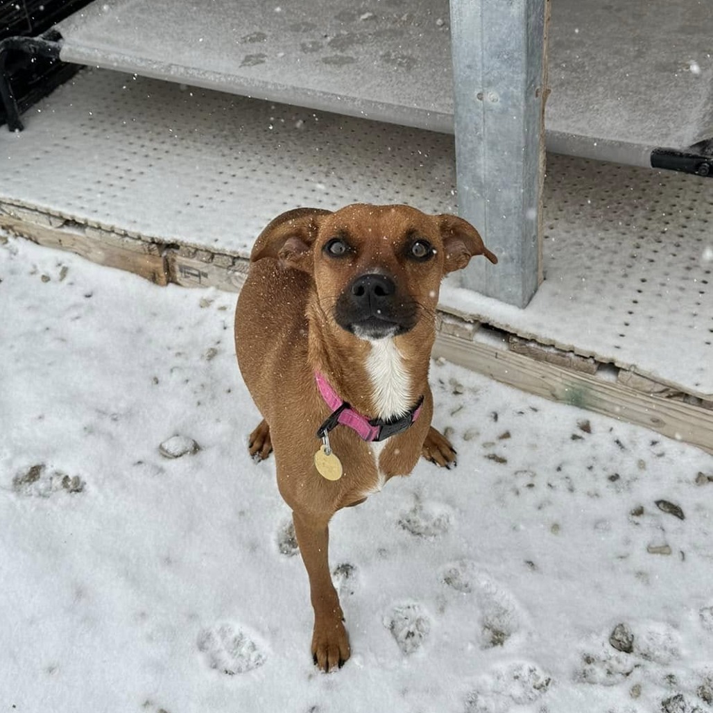 Laika, an adoptable Mixed Breed in Spanish Fork, UT, 84660 | Photo Image 3
