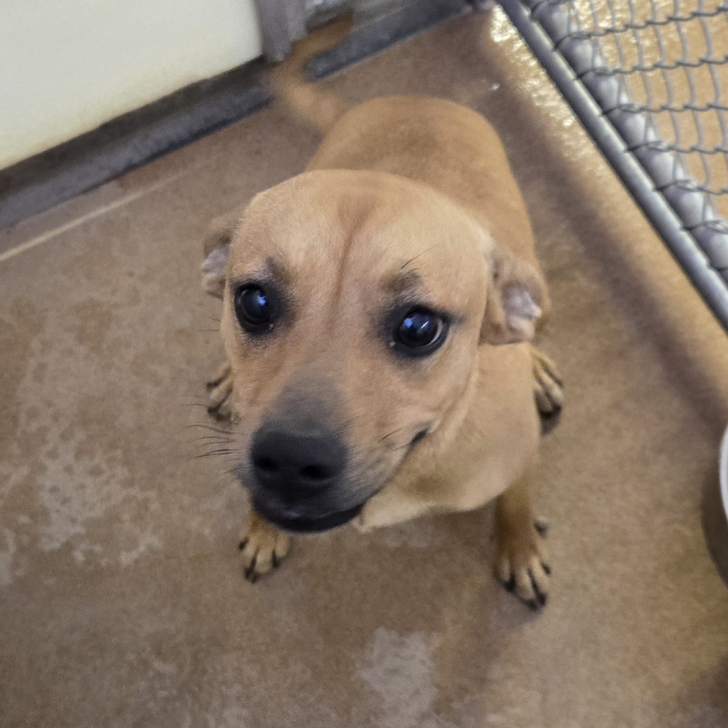 Lyra, an adoptable Mixed Breed in Spanish Fork, UT, 84660 | Photo Image 1