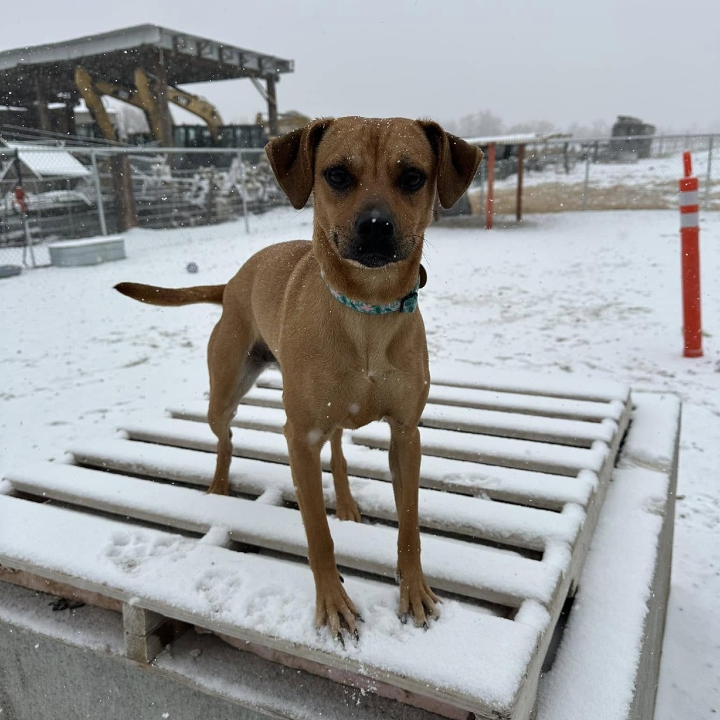 Lyra, an adoptable Mixed Breed in Spanish Fork, UT, 84660 | Photo Image 2