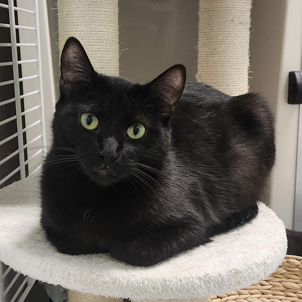 Misty, an adoptable Domestic Short Hair in Watertown, NY, 13601 | Photo Image 1