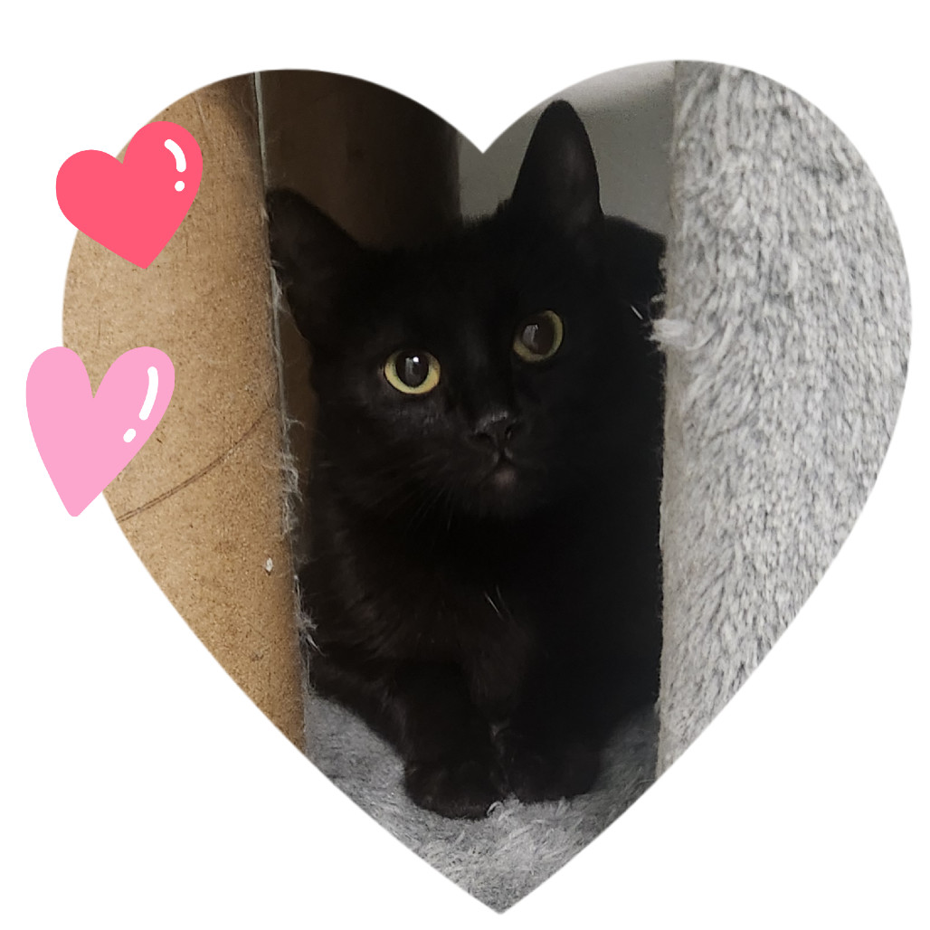 Misty, an adoptable Domestic Short Hair in Watertown, NY, 13601 | Photo Image 2