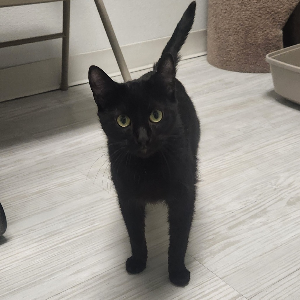 Misty, an adoptable Domestic Short Hair in Watertown, NY, 13601 | Photo Image 3