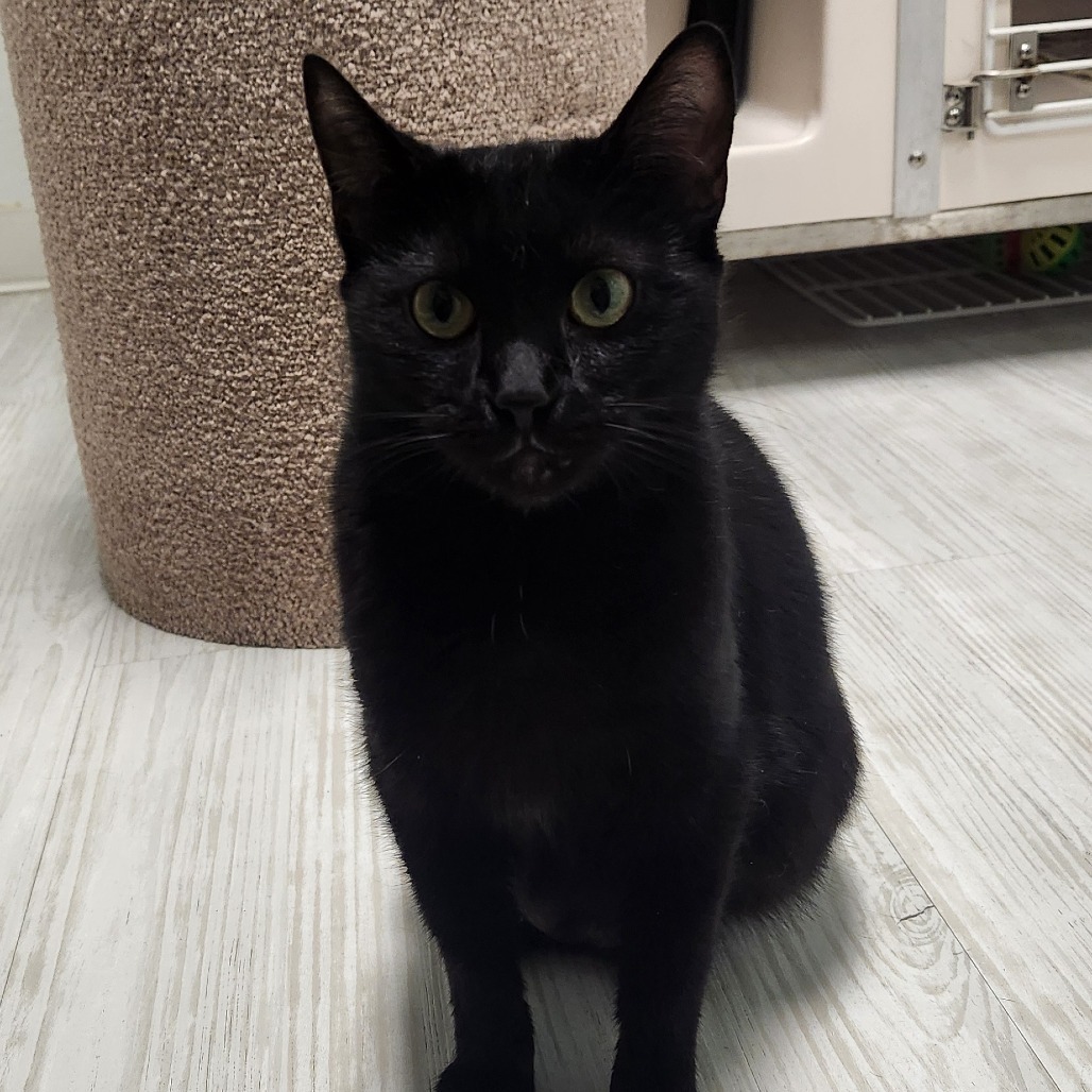 Misty, an adoptable Domestic Short Hair in Watertown, NY, 13601 | Photo Image 4