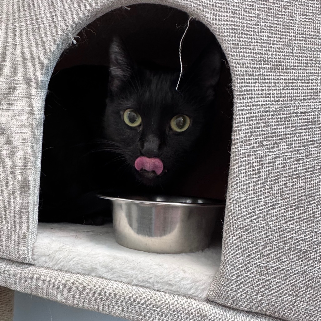 Misty, an adoptable Domestic Short Hair in Watertown, NY, 13601 | Photo Image 5