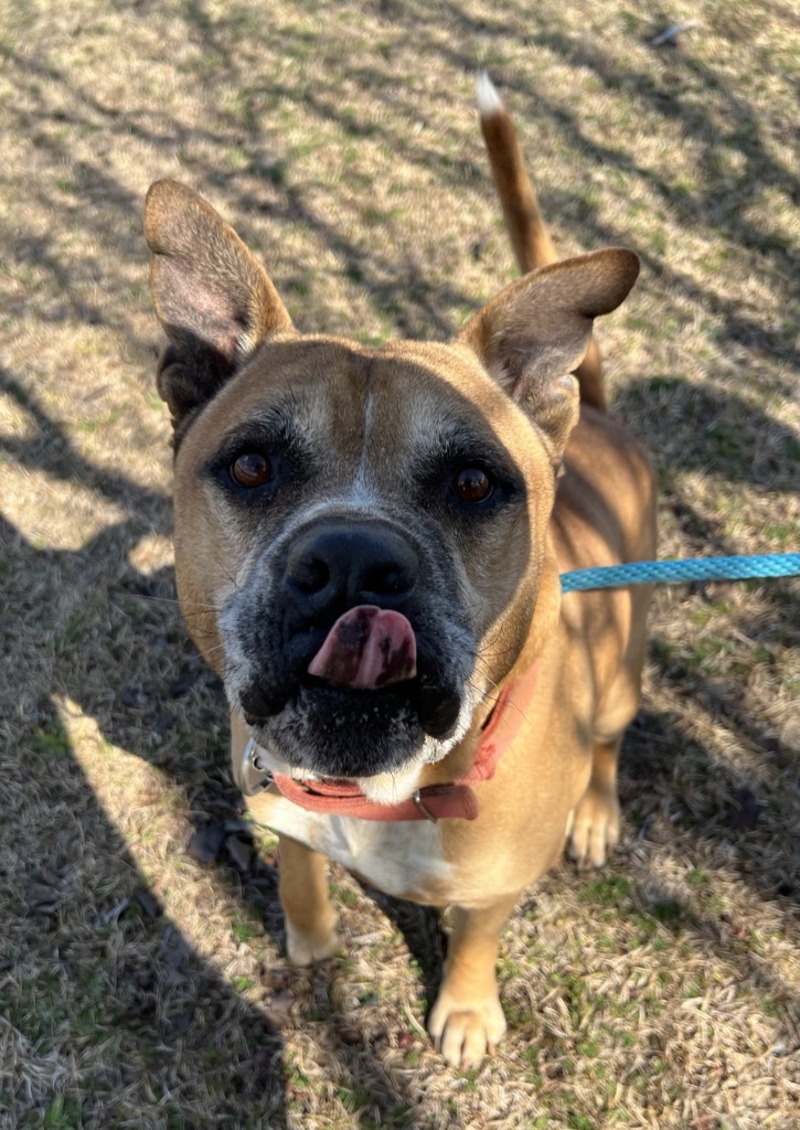 Buck, an adoptable Affenpinscher in Sylvania, GA, 30467 | Photo Image 3