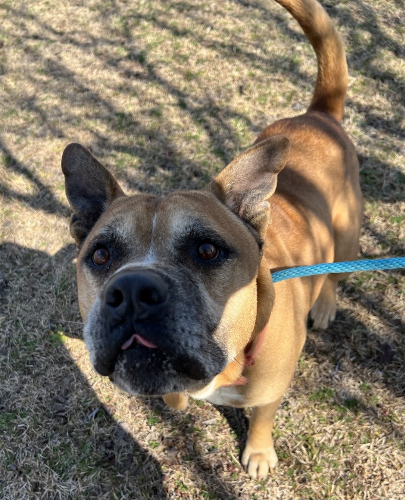 Buck, an adoptable Affenpinscher in Sylvania, GA, 30467 | Photo Image 4