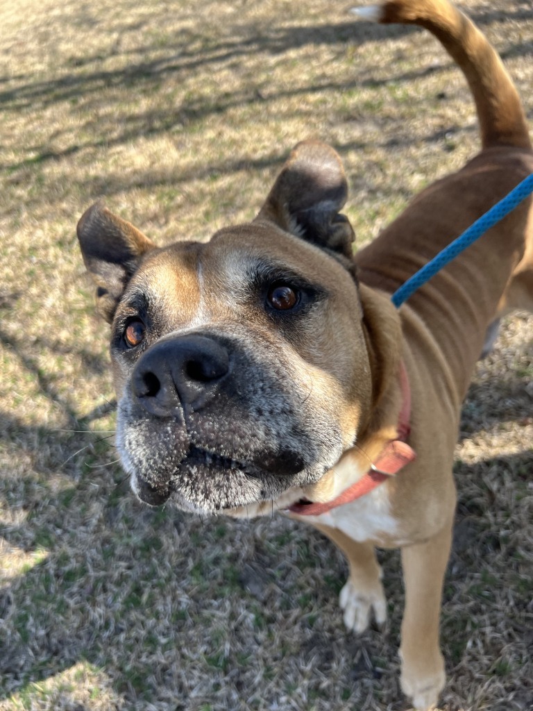 Buck, an adoptable Affenpinscher in Sylvania, GA, 30467 | Photo Image 5