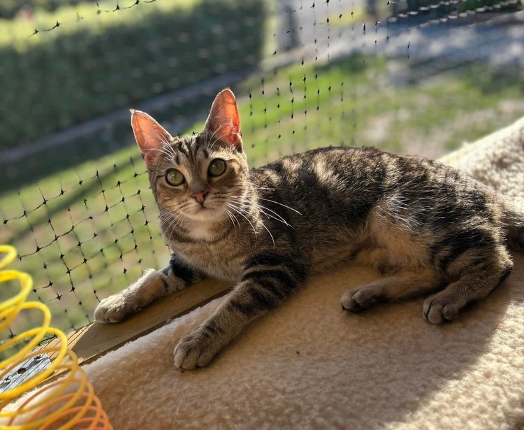 Test Pet Do Not Click, an adoptable Abyssinian in Lincoln, NE, 68521 | Photo Image 2