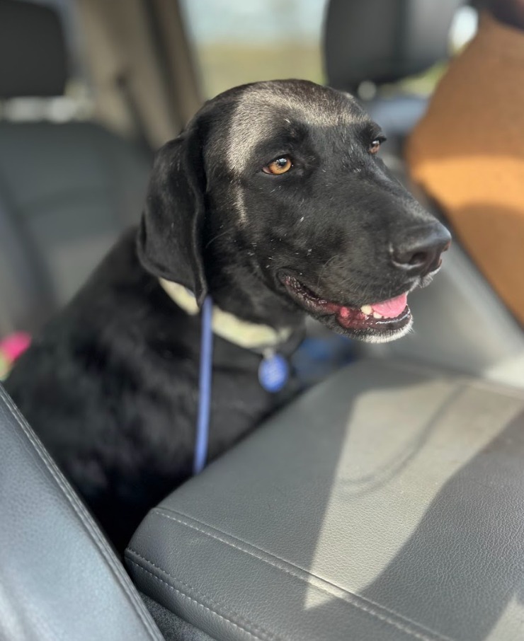 Kaia