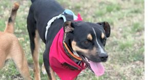 Dallas, Baby Male Mixed Breed