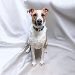 Dexter, Adult Male unknown