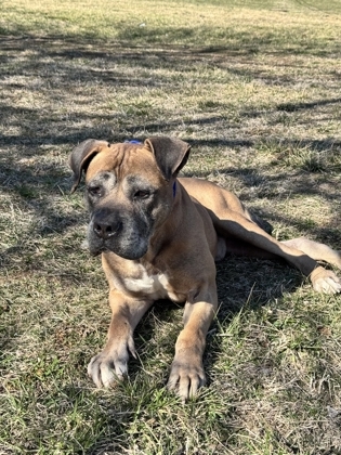 Stevo, an adoptable Bullmastiff, Mixed Breed in Cumberland, MD, 21502 | Photo Image 2