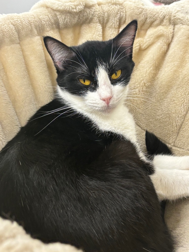 Scoria, an adoptable Domestic Short Hair in Corpus Christi, TX, 78414 | Photo Image 1