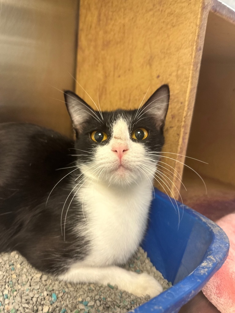 Scoria, an adoptable Domestic Short Hair in Corpus Christi, TX, 78414 | Photo Image 2