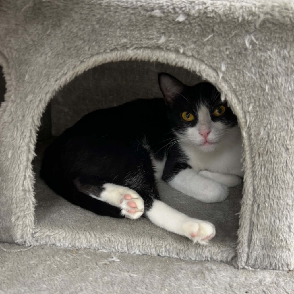 Scoria, an adoptable Domestic Short Hair in Corpus Christi, TX, 78414 | Photo Image 3