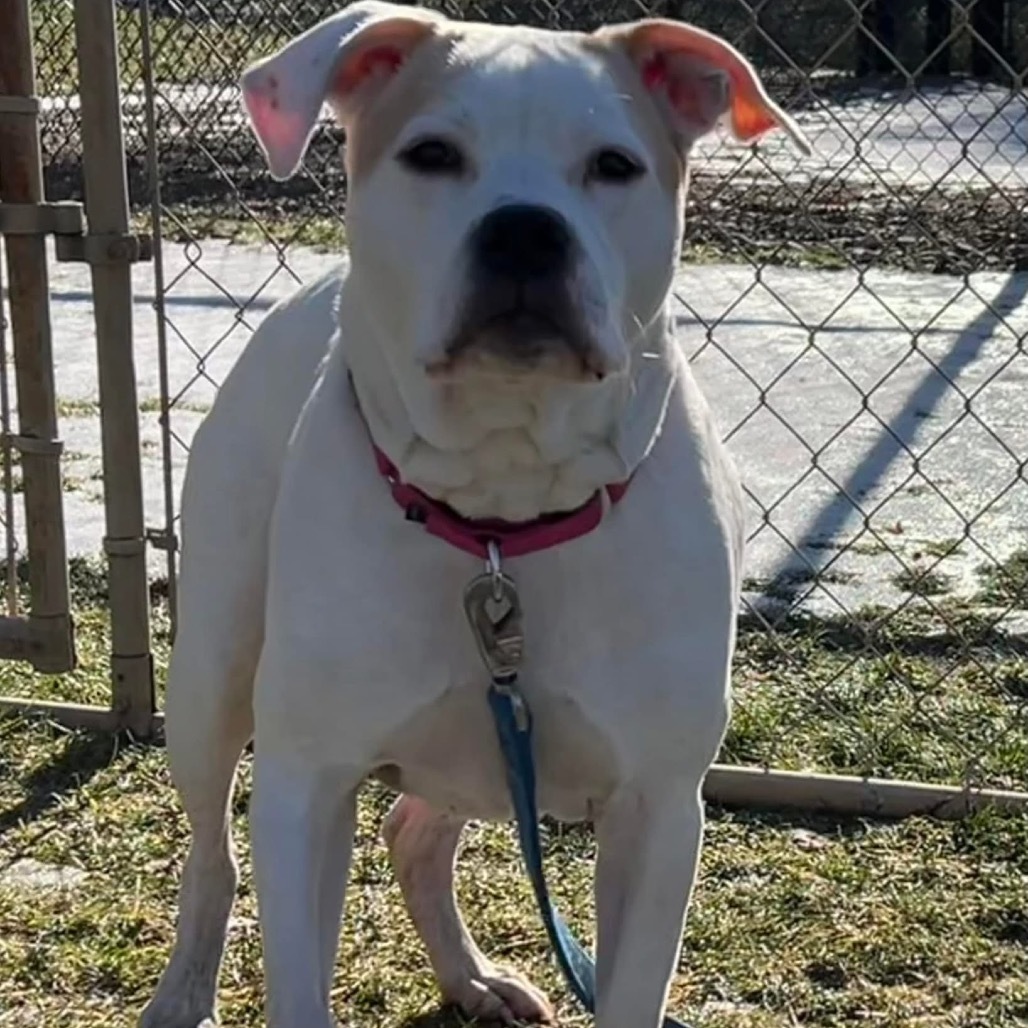 Cora