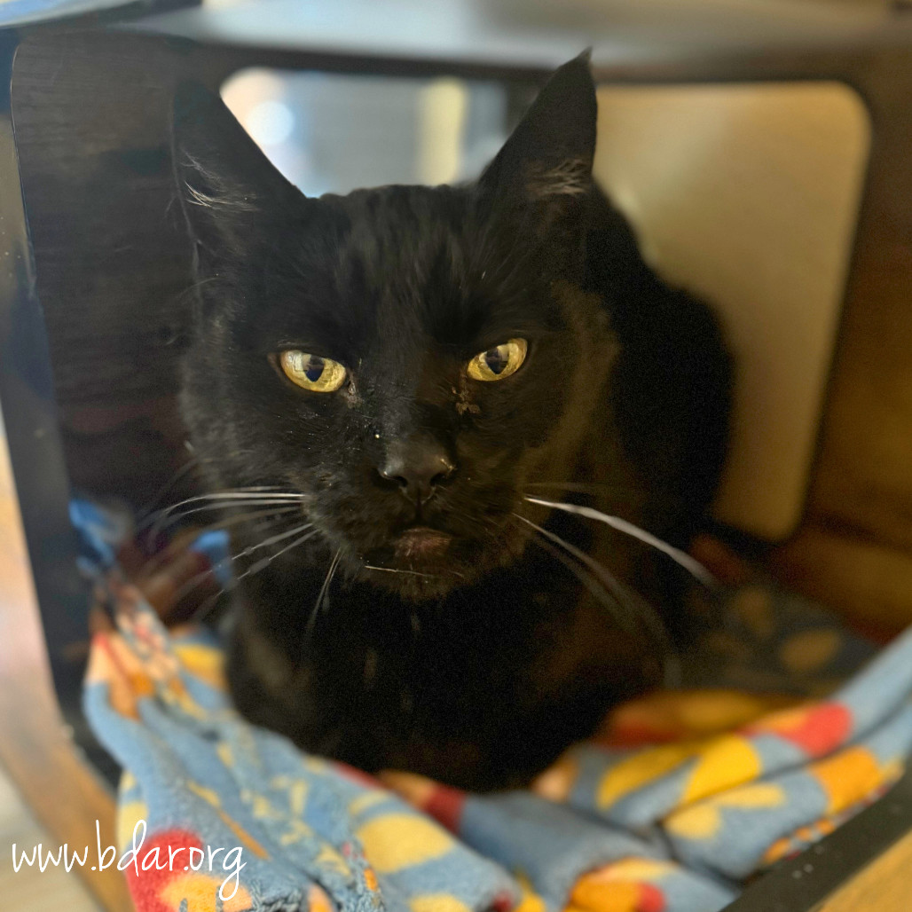 Rainbow, an adoptable Domestic Short Hair in Cheyenne, WY, 82009 | Photo Image 1
