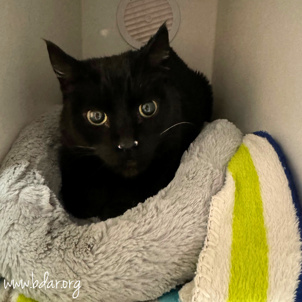 Rainbow, an adoptable Domestic Short Hair in Cheyenne, WY, 82009 | Photo Image 2