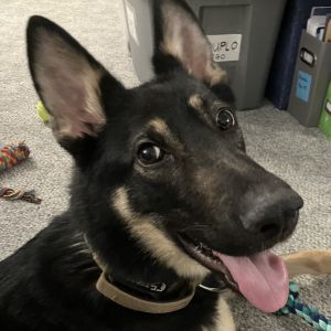 Nala