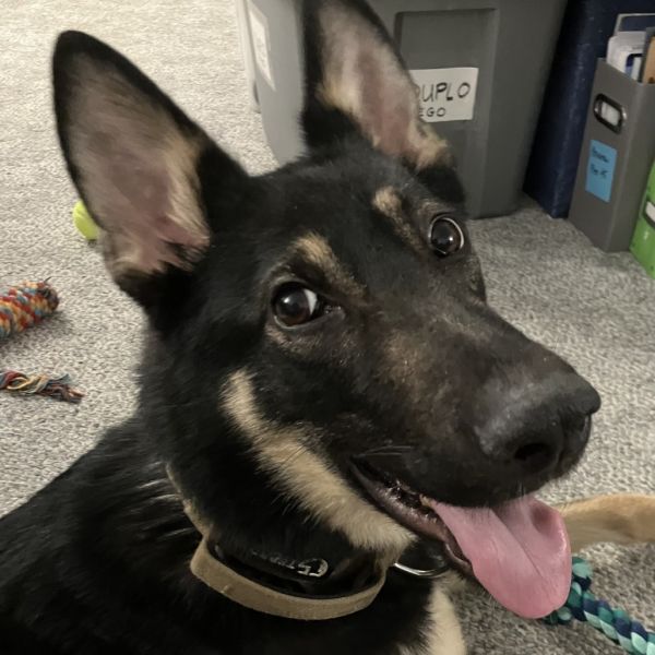 Nala photo 1