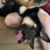 Nala photo 2