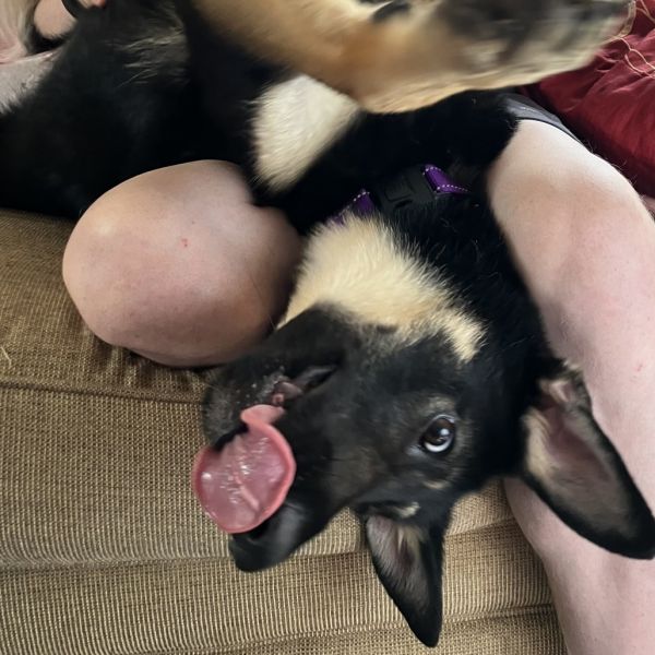 Nala thumbnail 2