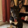 Nala photo 3