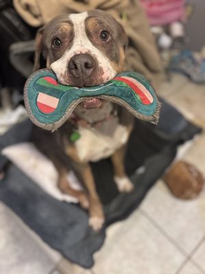 Penelope, Adult Female Pit Bull Terrier