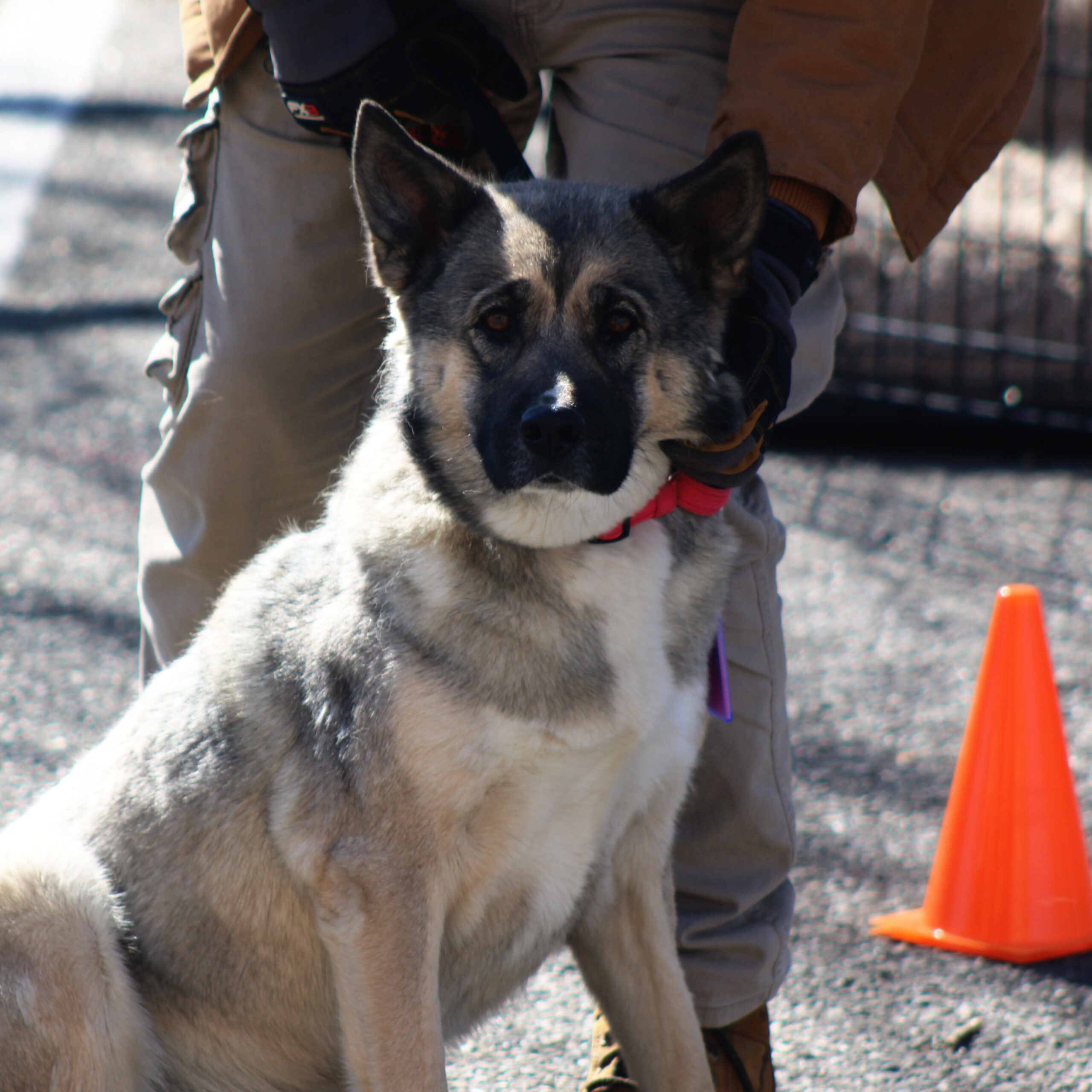 Missy, an adoptable Shepherd, Akita in Grand Junction, CO, 81503 | Photo Image 1