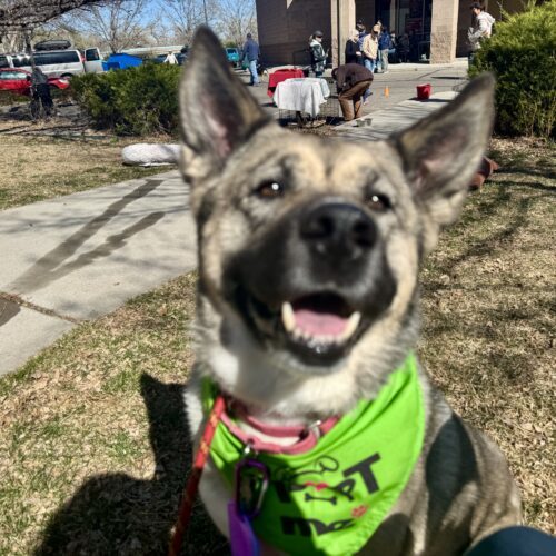 Missy, an adoptable Shepherd, Akita in Grand Junction, CO, 81503 | Photo Image 3