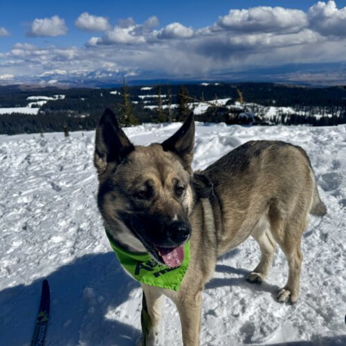 Missy, an adoptable Shepherd, Akita in Grand Junction, CO, 81503 | Photo Image 4