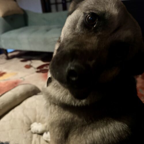 Missy, an adoptable Shepherd, Akita in Grand Junction, CO, 81503 | Photo Image 5