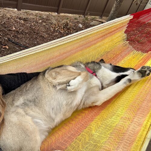 Missy, an adoptable Shepherd, Akita in Grand Junction, CO, 81503 | Photo Image 6