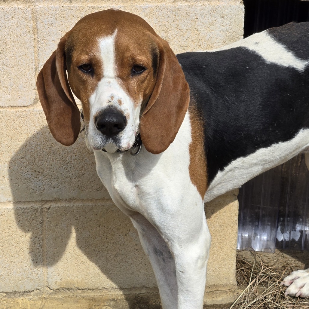 Clayton, an adoptable Foxhound in Tylertown, MS, 39667 | Photo Image 1
