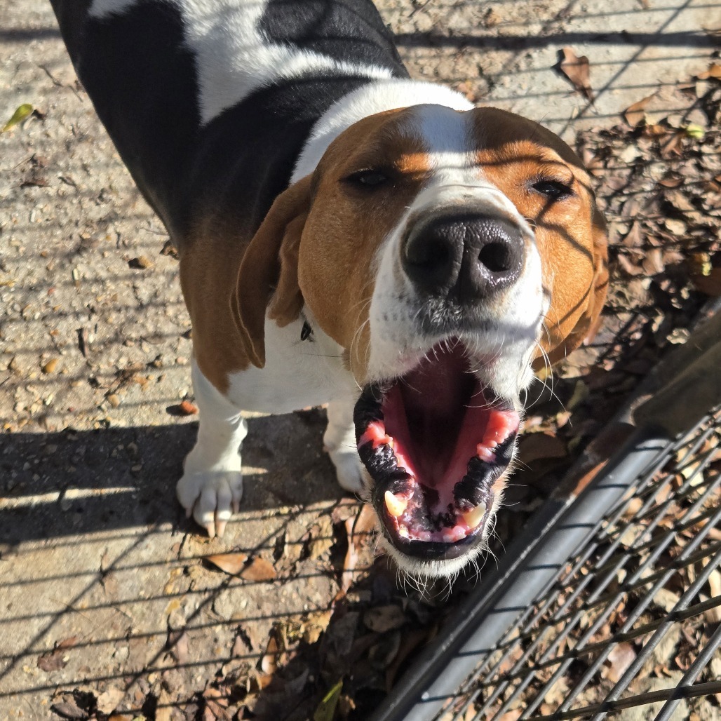 Clayton, an adoptable Foxhound in Tylertown, MS, 39667 | Photo Image 2