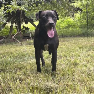 Cash, Adult Male Mixed Breed