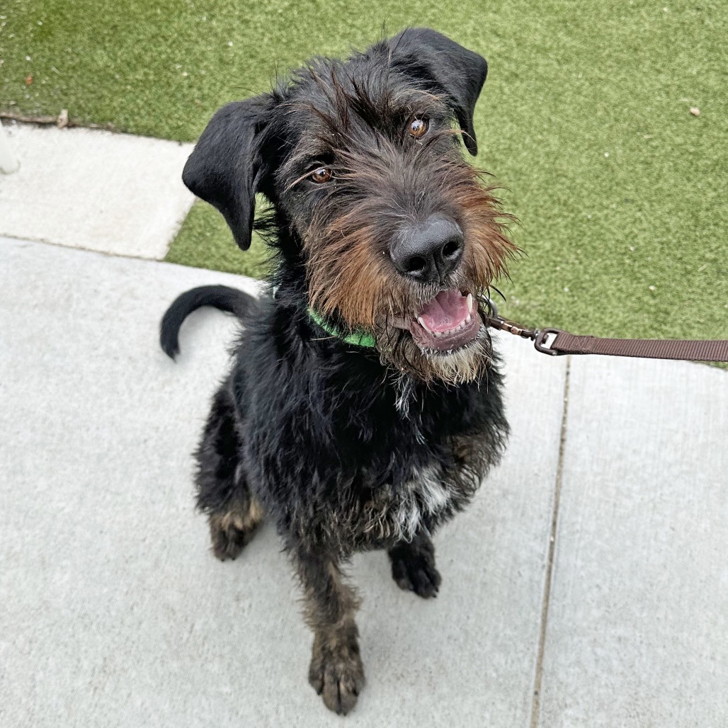 Zuko, an adoptable Mixed Breed in Hailey, ID, 83333 | Photo Image 1